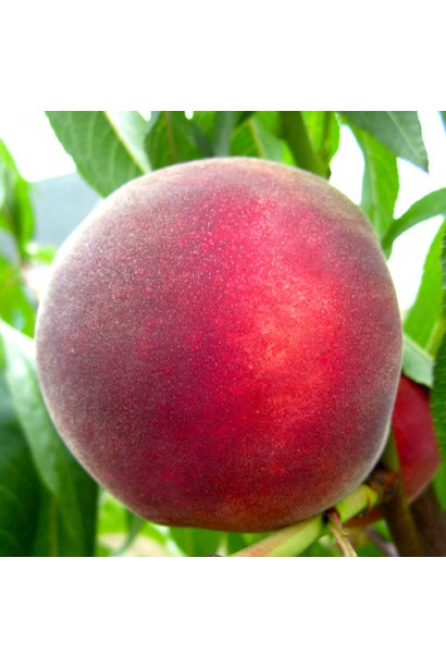 Великі червоні плоди персика Rich May крупним планом